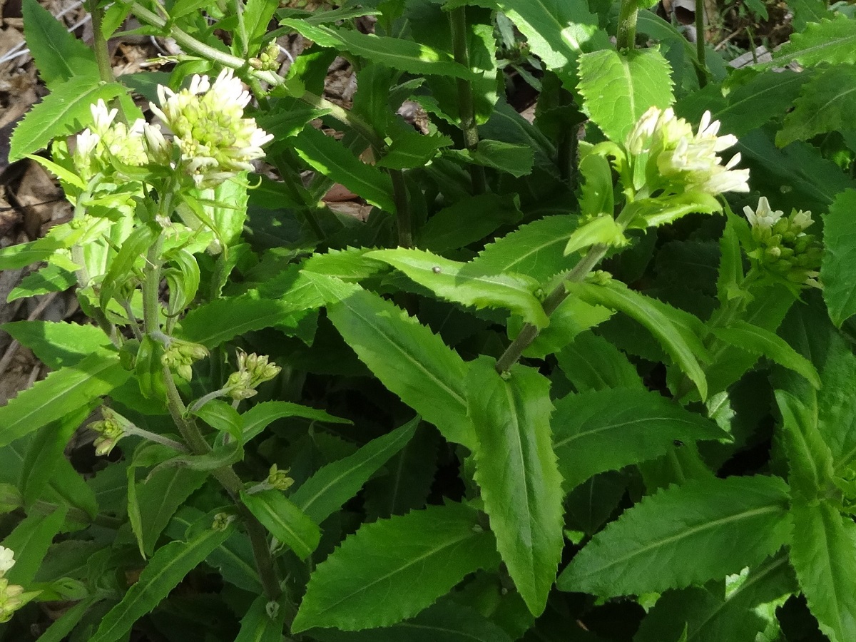 Pseudoturritis turrita (Brassicaceae)